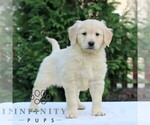 Small #2 Golden Retriever