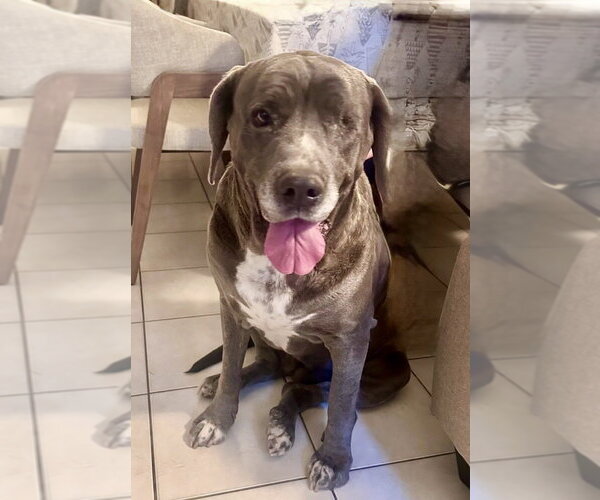 Medium Photo #4 Mutt Puppy For Sale in San Diego, CA, USA