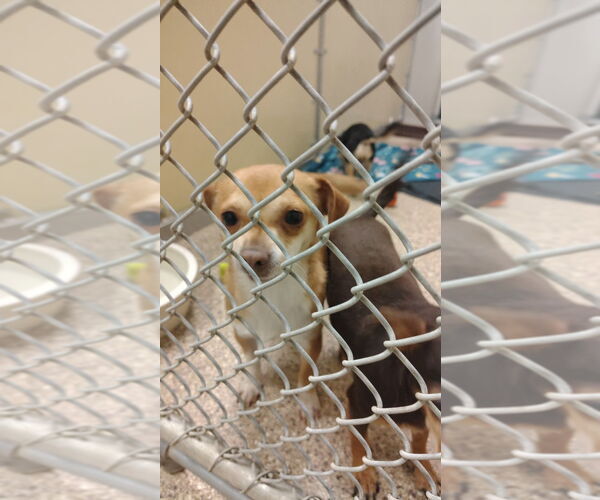 Medium Photo #2 Chihuahua Puppy For Sale in Great Bend, KS, USA