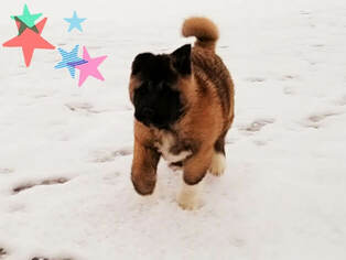 Akita Puppy for sale in LENA, WI, USA