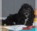 Small Photo #3 Cavapoo Puppy For Sale in SUNBURY, PA, USA