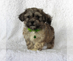 Small Photo #4 Yo-Chon Puppy For Sale in MORGANTOWN, PA, USA