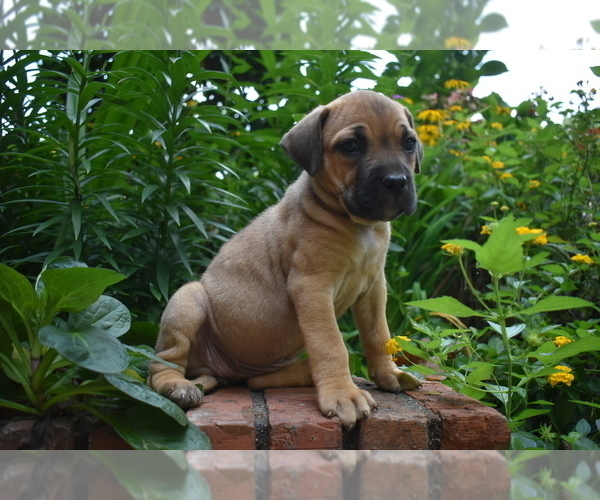 View Ad Cane Corso Puppy for Sale near Alabama, BIRMINGHAM, USA. ADN