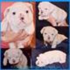 English Bulldogge Puppy for sale in SAN ANTONIO, TX, USA