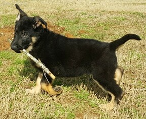 German Shepherd Dog Puppy for sale in MIDDLETON, TN, USA