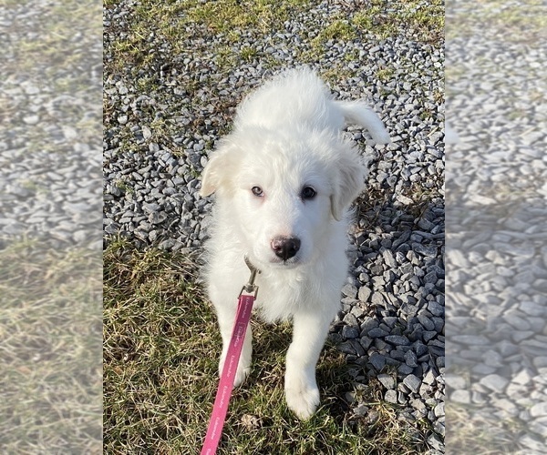 Medium Photo #9 Great Pyrenees Puppy For Sale in CANOGA, NY, USA