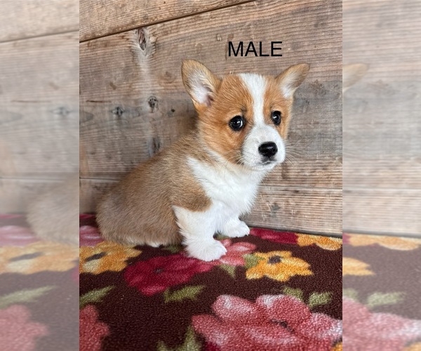 Medium Photo #11 Pembroke Welsh Corgi Puppy For Sale in VERMONTVILLE, MI, USA