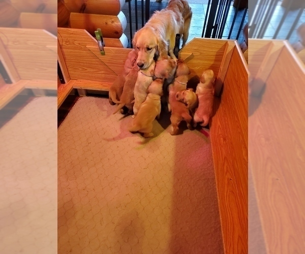 Medium Photo #17 Golden Retriever Puppy For Sale in DAKOTA, MN, USA