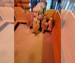 Small Photo #17 Golden Retriever Puppy For Sale in DAKOTA, MN, USA
