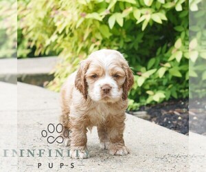 Cocker Spaniel Puppy for sale in NARVON, PA, USA