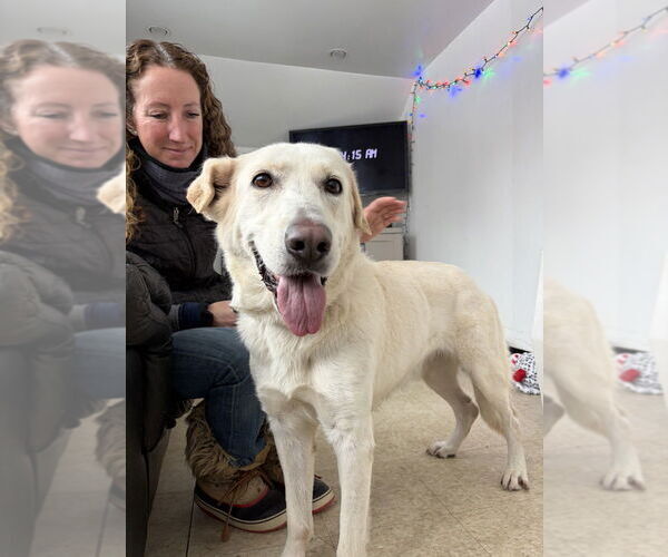 Medium Photo #7 Labrador Retriever-Unknown Mix Puppy For Sale in Brewster, NY, USA