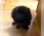 Small #2 Pekingese