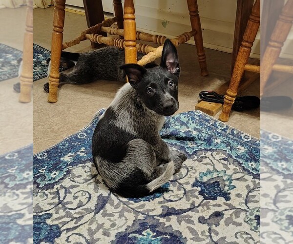 Medium Photo #2 Australian Cattle Dog Puppy For Sale in LAURENS, SC, USA