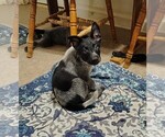 Small #1 Australian Cattle Dog