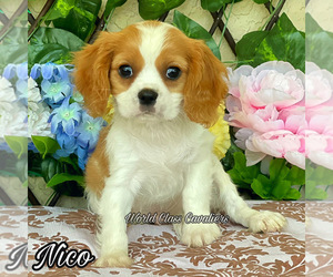 Cavalier King Charles Spaniel Puppy for sale in MIAMI, FL, USA