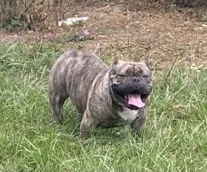 Mother of the American Bully puppies born on 05/21/2023
