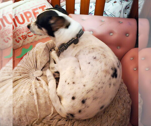 Medium Photo #6 Rat Terrier Puppy For Sale in Atlanta, GA, USA