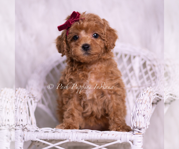 Medium Photo #7 Poodle (Miniature) Puppy For Sale in WARSAW, IN, USA
