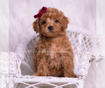 Small #6 Poodle (Miniature)