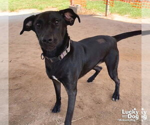 Labrador Retriever-Unknown Mix Dogs for adoption in Washington, DC, USA