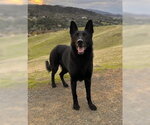 Small German Shepherd Dog