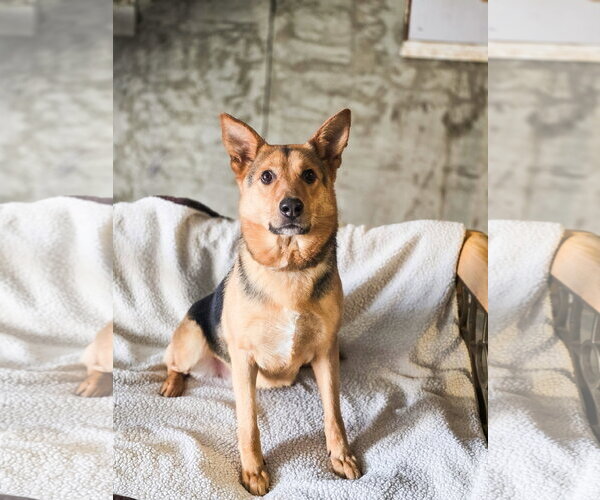 Medium Photo #4 Mutt Puppy For Sale in Sandy, UT, USA