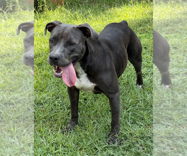 Medium Photo #2 American Staffordshire Terrier-Unknown Mix Puppy For Sale in Decatur, GA, USA