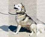 Small #2 Shiba Inu-Siberian Husky Mix