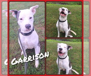 American Staffordshire Terrier Dogs for adoption in Pierceton , IN, USA