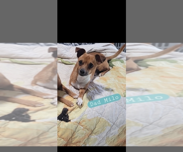 Medium Photo #3 Chihuahua Puppy For Sale in CARSON CITY, NV, USA