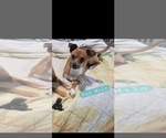 Small #2 Chihuahua