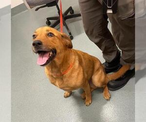 Australian Shepherd-German Shepherd Dog Mix Dogs for adoption in Baytown, TX, USA