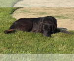 Small #10 Australian Retriever