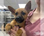 Small #2 Mutt
