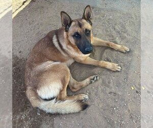 Angelito- - Male German Shepherd Dog Dog for Adoption - Photo #4