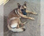 Small #3 German Shepherd Dog