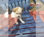 Small Great Pyrenees Mix