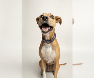 Labrador Retriever-Unknown Mix Dogs for adoption in Rowlett, TX, USA