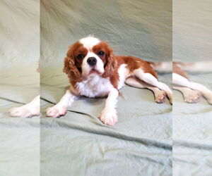 Cavalier King Charles Spaniel Dogs for adoption in St. Louis Park, MN, USA