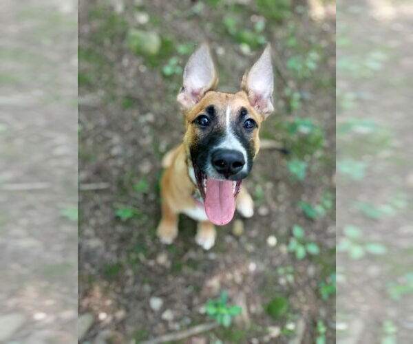 Medium Photo #6 Mutt Puppy For Sale in West Cornwall, CT, USA