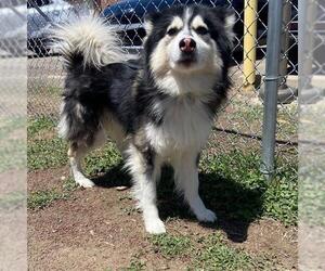 Siberian Husky Dogs for adoption in Aurora, CO, USA