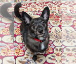 Small #3 Schipperke Mix