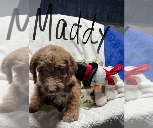 Medium Photo #2 Labradoodle Puppy For Sale in NEWVILLE, PA, USA