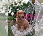 Small Photo #48 Golden Retriever Puppy For Sale in GREENWOOD, WI, USA