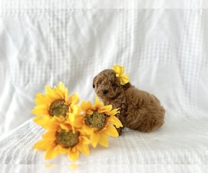 Poodle (Toy) Puppy for sale in ELKTON, KY, USA