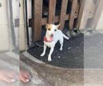 Small #1 Mutt