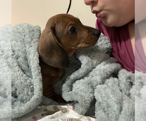 Dachshund Puppy for Sale in EAST GREENWICH, Rhode Island USA