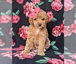 Small Photo #2 Poodle (Toy) Puppy For Sale in LINCOLN UNIV, PA, USA