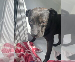 Staffordshire Bull Terrier-Unknown Mix Dogs for adoption in Houston, TX, USA