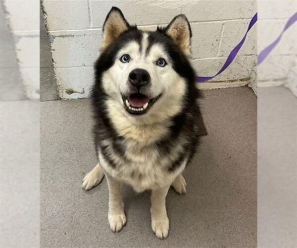 Medium Photo #1 Siberian Husky Puppy For Sale in San Bernardino, CA, USA